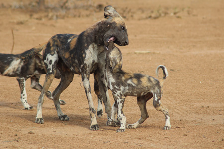 Mother & Pups